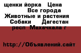 щенки йорка › Цена ­ 15 000 - Все города Животные и растения » Собаки   . Дагестан респ.,Махачкала г.